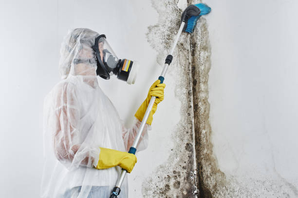 Best Attic Mold Removal  in East Palo Alto, CA