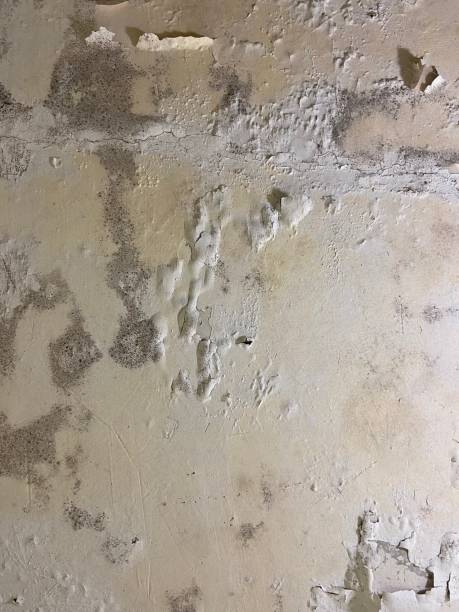 Best Mold Remediation  in East Palo Alto, CA