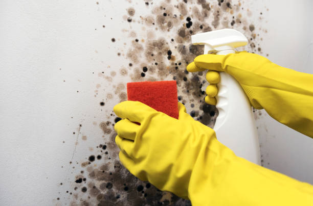 Best Toxic Mold Removal  in East Palo Alto, CA