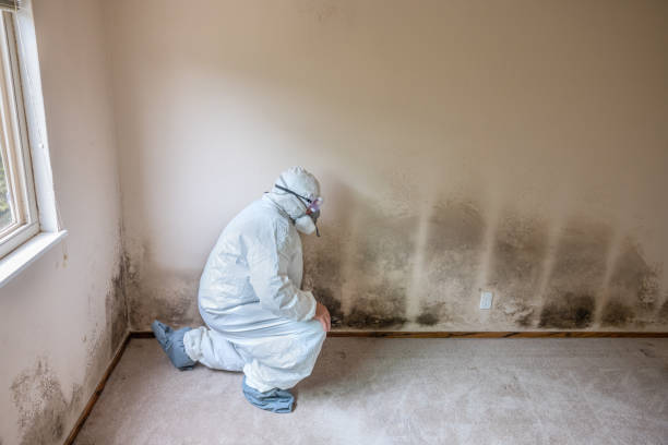 Best Residential Mold Removal  in East Palo Alto, CA