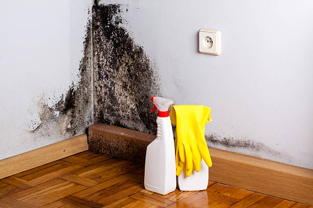 Mold Removal and Inspection in East Palo Alto, CA
