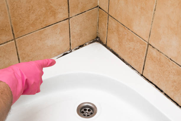Certified Mold Removal in East Palo Alto, CA