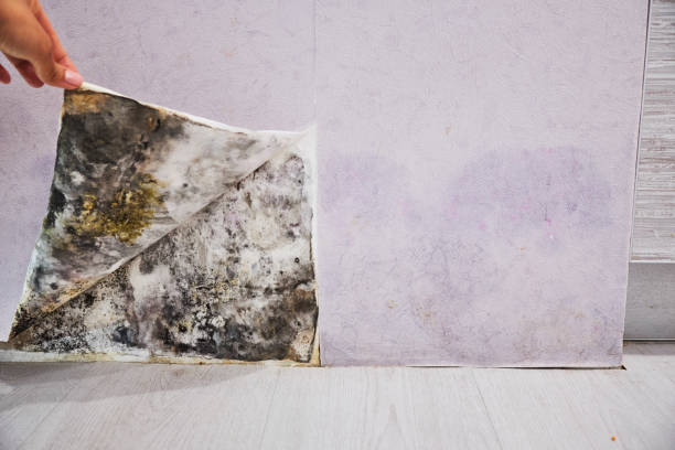 Best Black Mold Removal  in East Palo Alto, CA